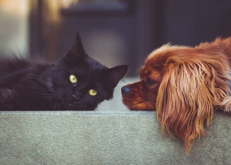 Caring For Pets and Other Animals In An Emergency