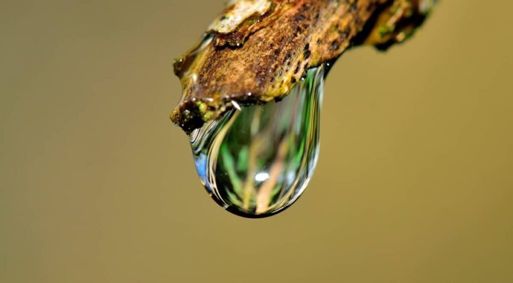 Drip Irrigation: The Basics and Beyond
