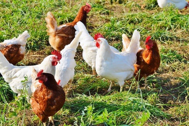 Tips And Benefits Of Raising Free-Range Chickens