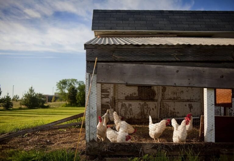 Raising Chickens for Eggs and Meat