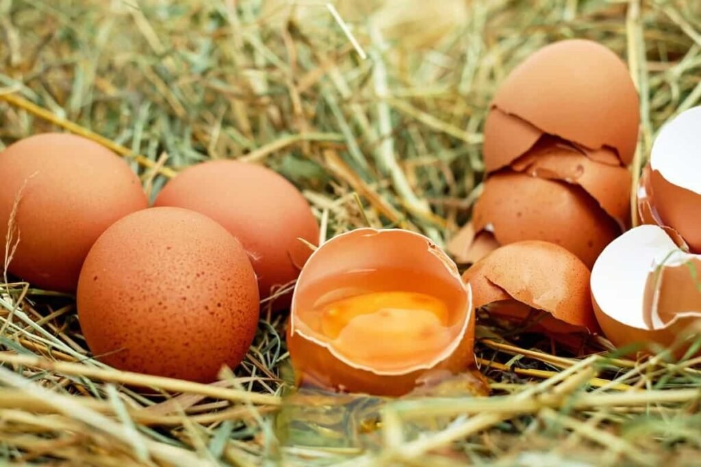Secrets For Getting More Eggs From Your Chickens