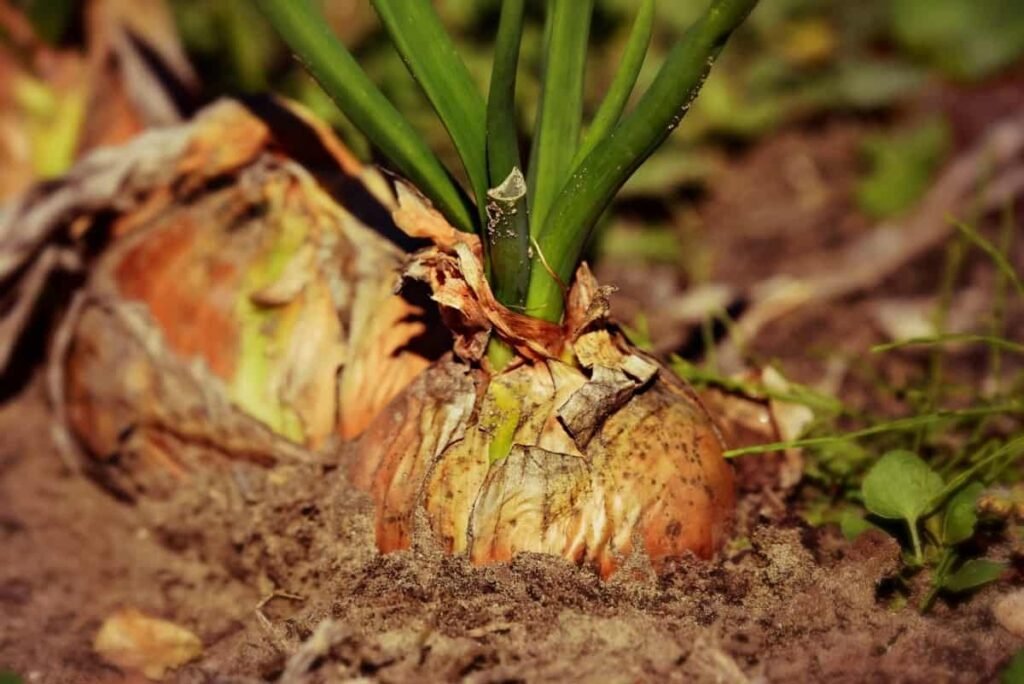 Tips For Growing Onions BIG And SWEET