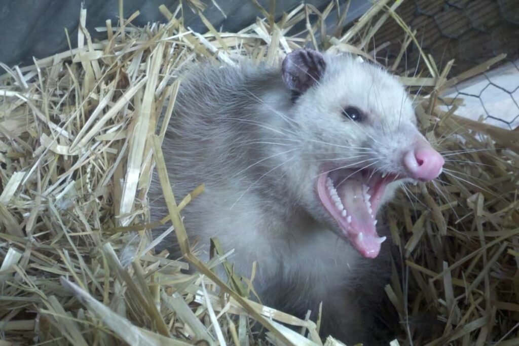 Top Predators On The Homestead And How To Stop Them