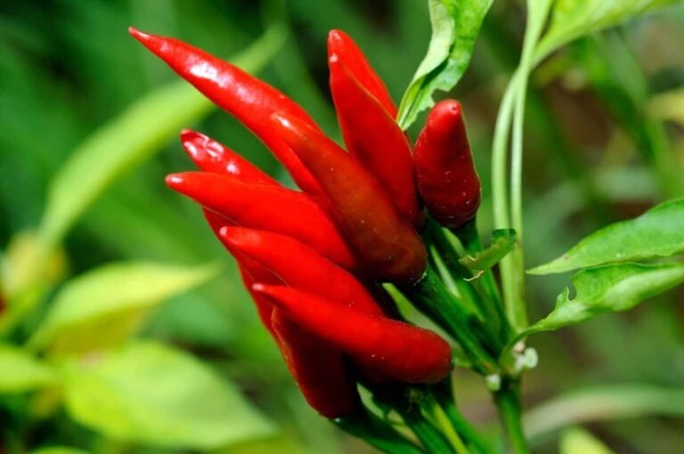 Favorite Peppers And Their Heat Ratings