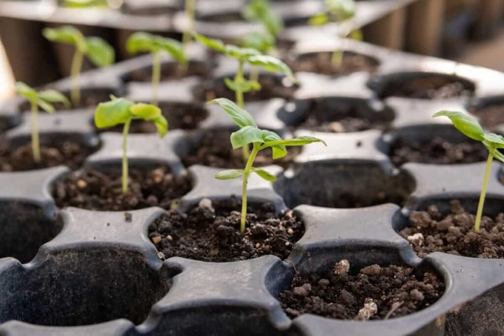 What Is the Best Way To Start Seeds Indoors?