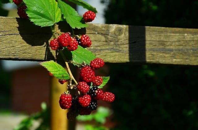Blackberries: Choosing And Planting The Right Varieties