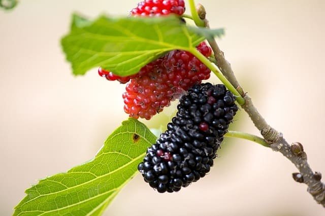 The Best Blackberry Varieties (With The Dozen Most Popular)