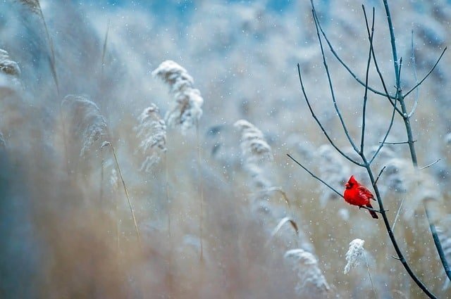 How To Winterize Your Garden
