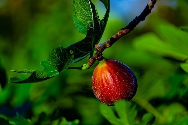 The Best Time Of Year To Plant Fruit Trees
