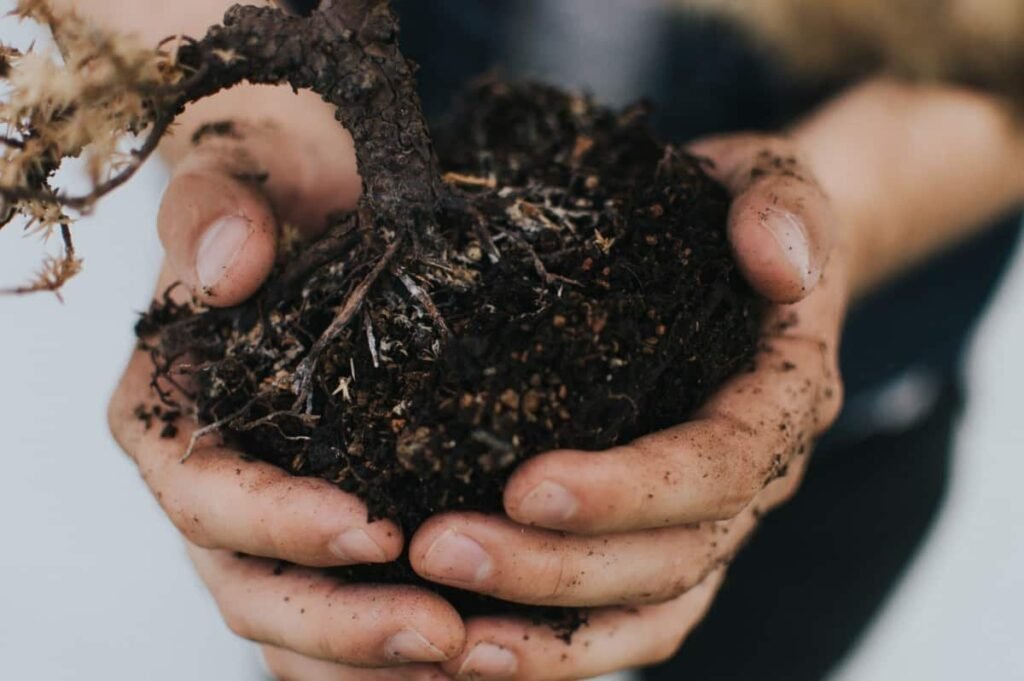 Propagating Blackberries From Cuttings – FREE PLANTS!