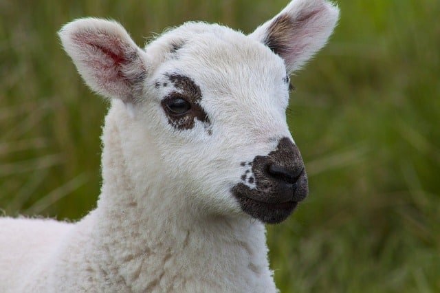 Hair Sheep Breeds, Traits, And Why You Should Raise Them
