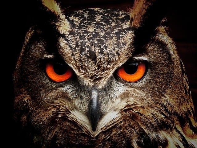 What Predators Kill Chickens – And How To Stop Them