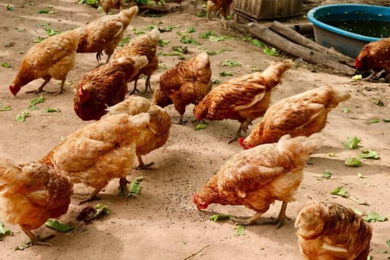 Chicken Coop Must-Haves For Healthy, Happy And Productive Chickens