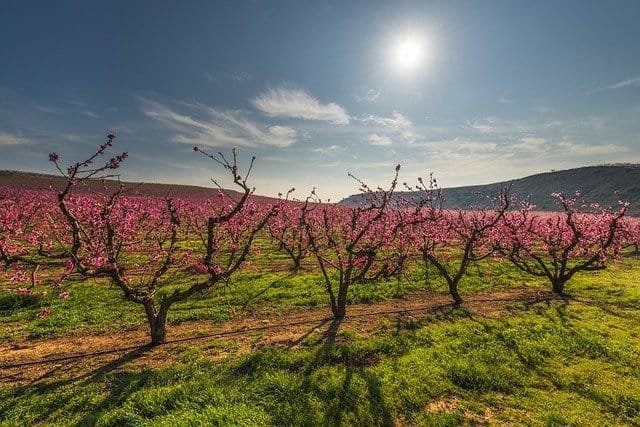 Fruit Trees By Climate Zones -What YOU Can Grow