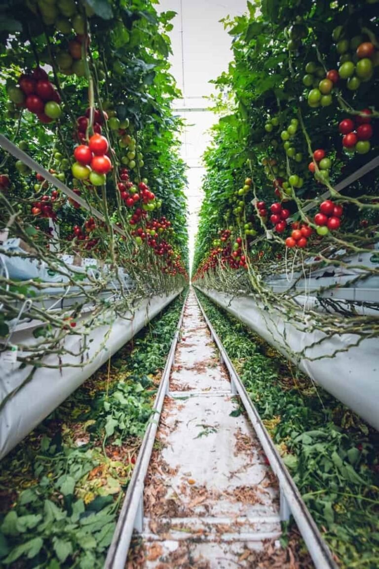 Vertical Vegetable Gardening Ideas, Facts, And Trends