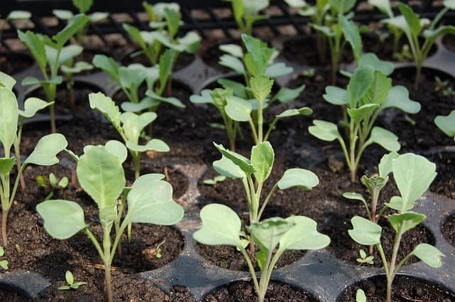 Growing Vegetable Seedlings For Profit – A Homestead Income Stream
