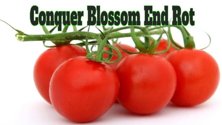 Tomato Blossom End Rot – What Is It? How To Control It? What Works?