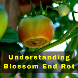 Understanding Blossom End Rot