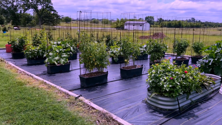 Container Gardening for Seniors — How I’m Growing More Food With Less Work