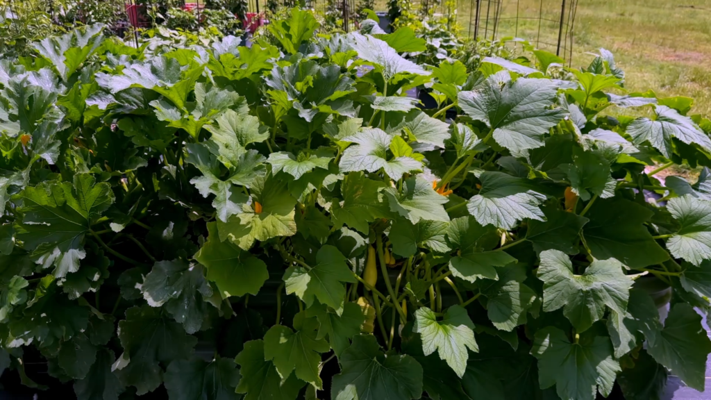 There's a Vegega Raised Bed somewhere under all these squash plants