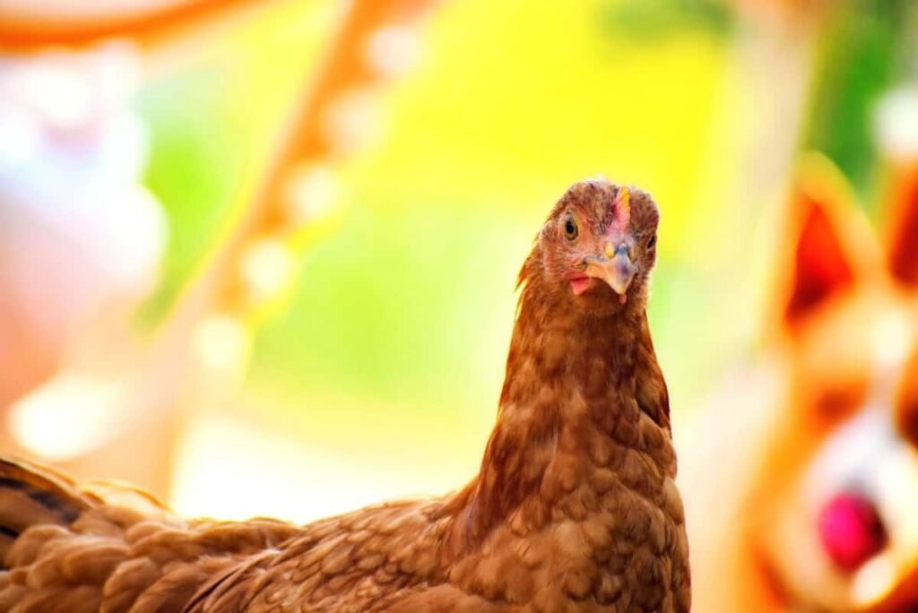 Raising Chickens – All You Need To Know